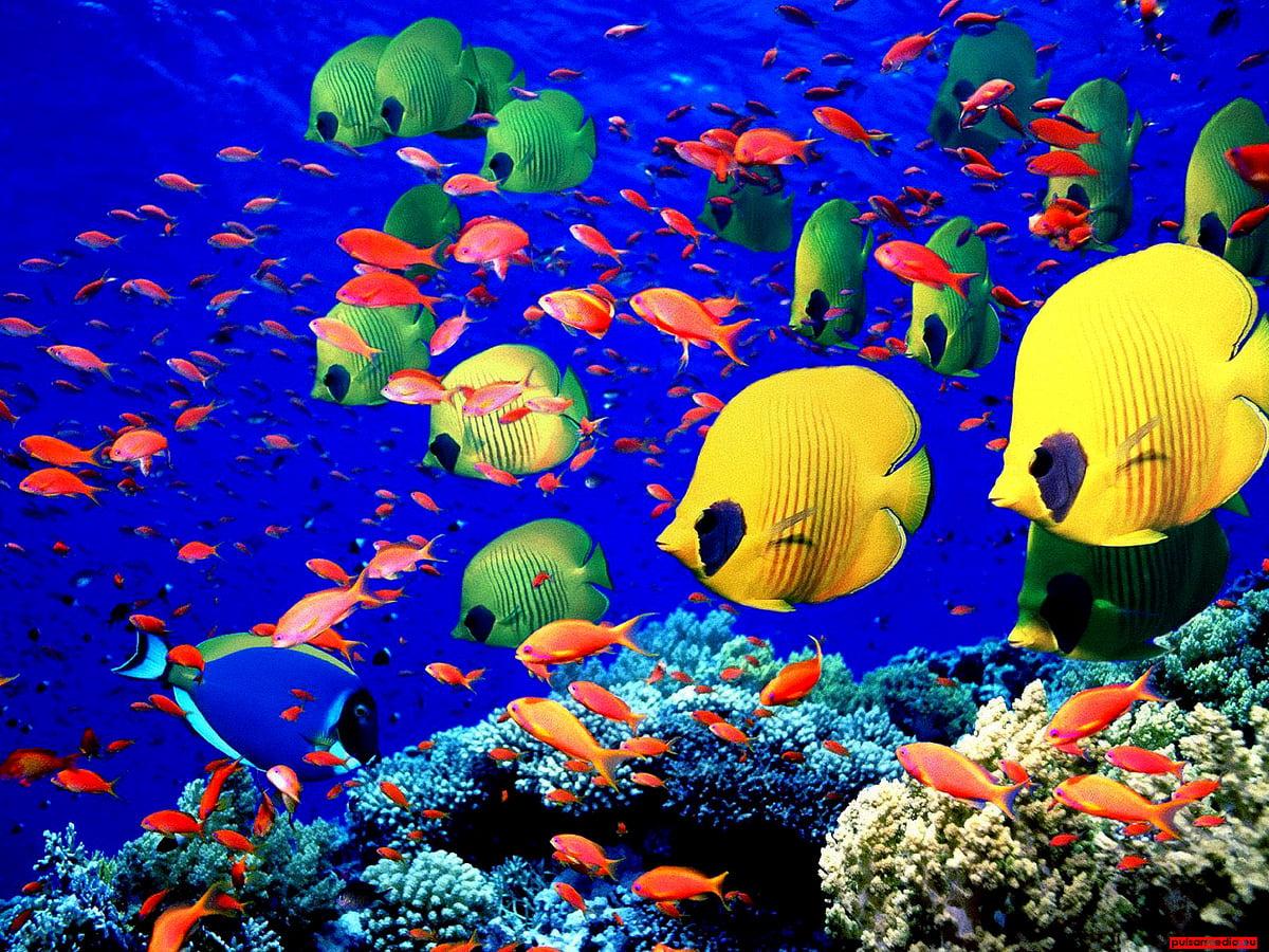 1200x900 Awesome Coral Reef, Fish, Coral Reef Fish background. Download TOP Free photo