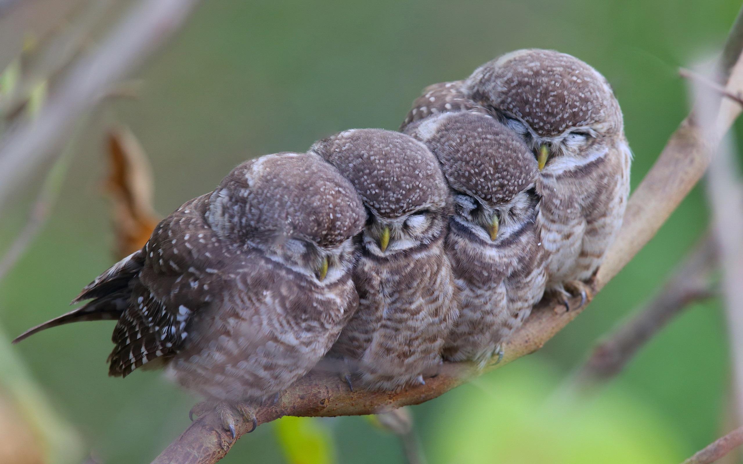 2560x1600 Wallpaper Spotted Owls, Family