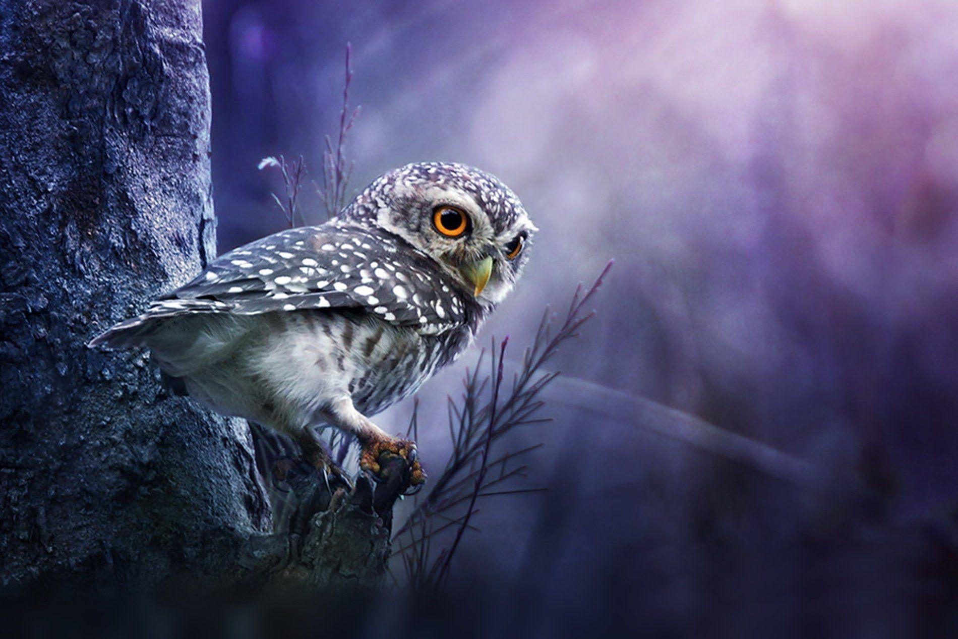 1900x1267 Owl Wallpaper