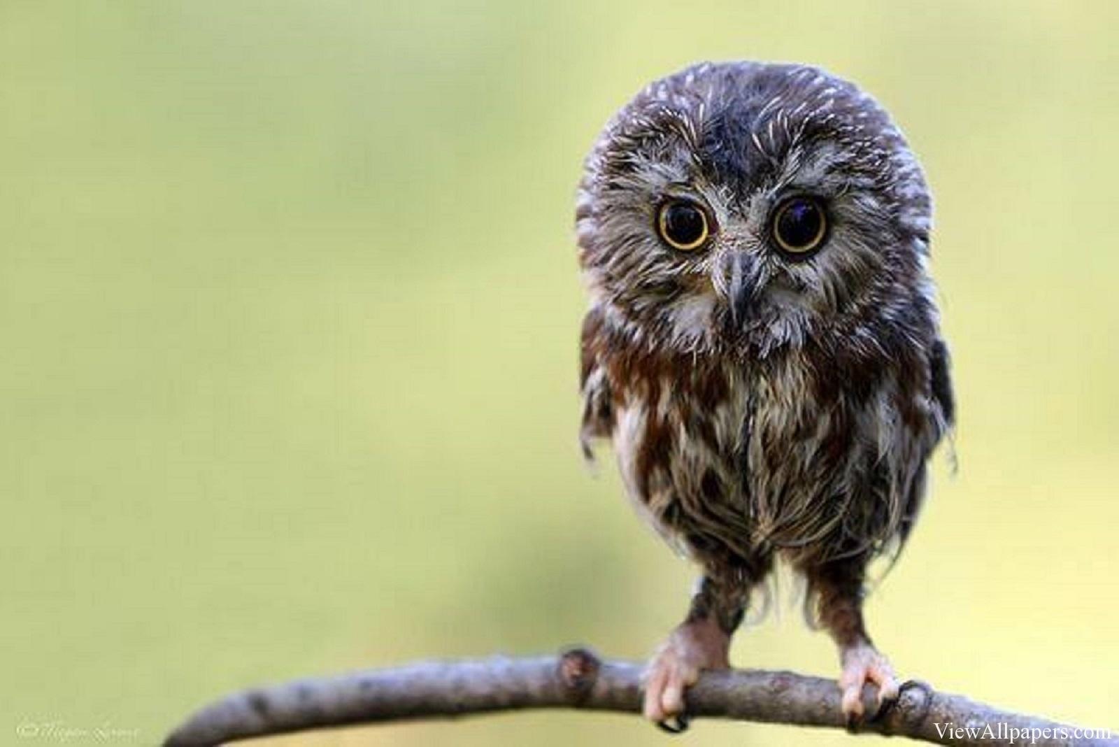 1600x1068 Free download Baby Owl For PC computers desktop background smartphones and tablet [1600x1068] for your Desktop, Mobile & Tablet. Explore Baby Owl Desktop Wallpaper. Owl Wallpaper For Computer, Free