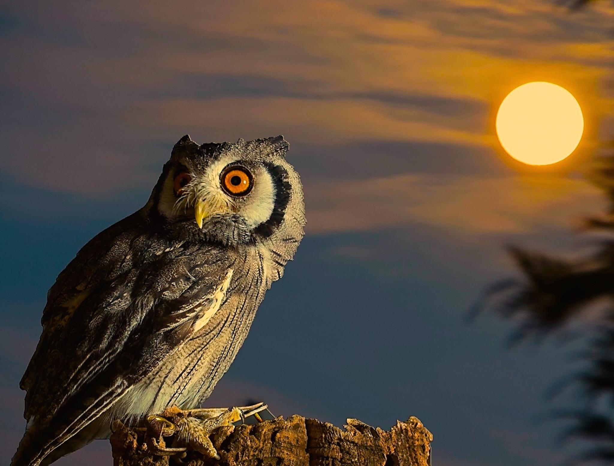 2048x1553 Owl Full Moon HD Wallpaper. Free HD Owl Downloads
