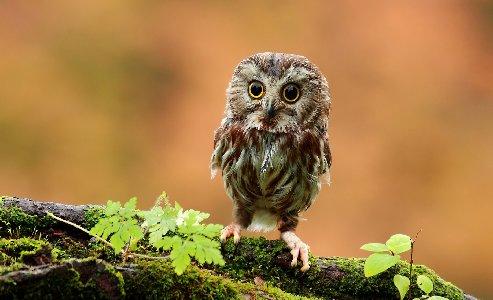 493x300 Cute Baby Owl Desktop Background Wallpaper