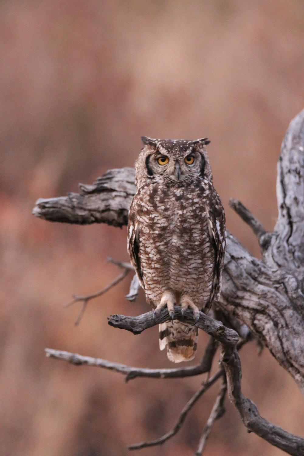 1000x1500 Owl Drawing Picture. Download Free Image