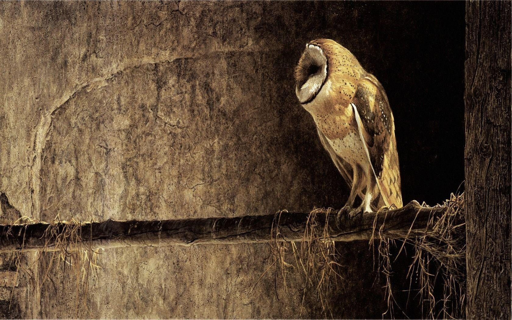 1680x1050 Owls Background