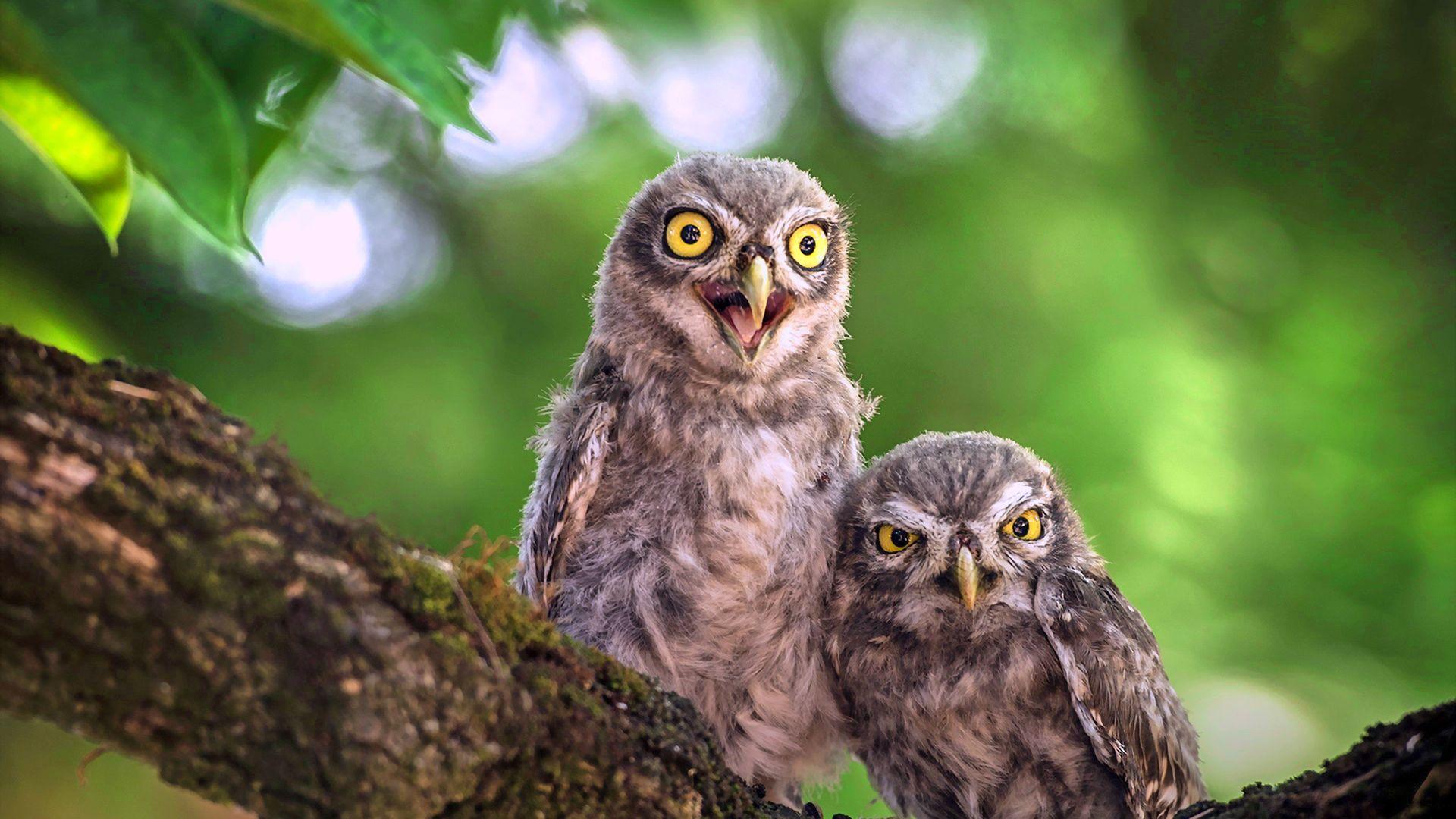 1920x1080 Desktop Wallpaper Cute Baby Owl Birds, Sitting, HD Image, Picture, Background, Owih8z