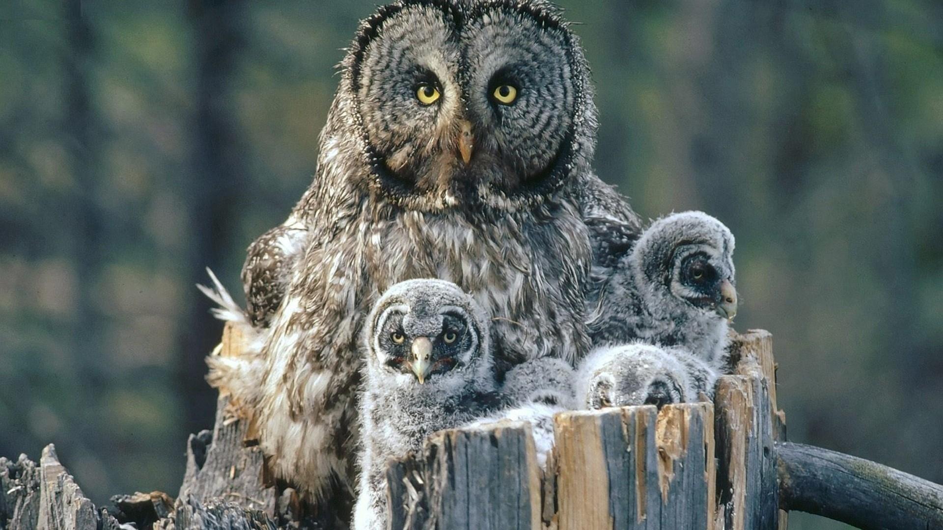 1920x1080 Owl Wallpaper High Resolution