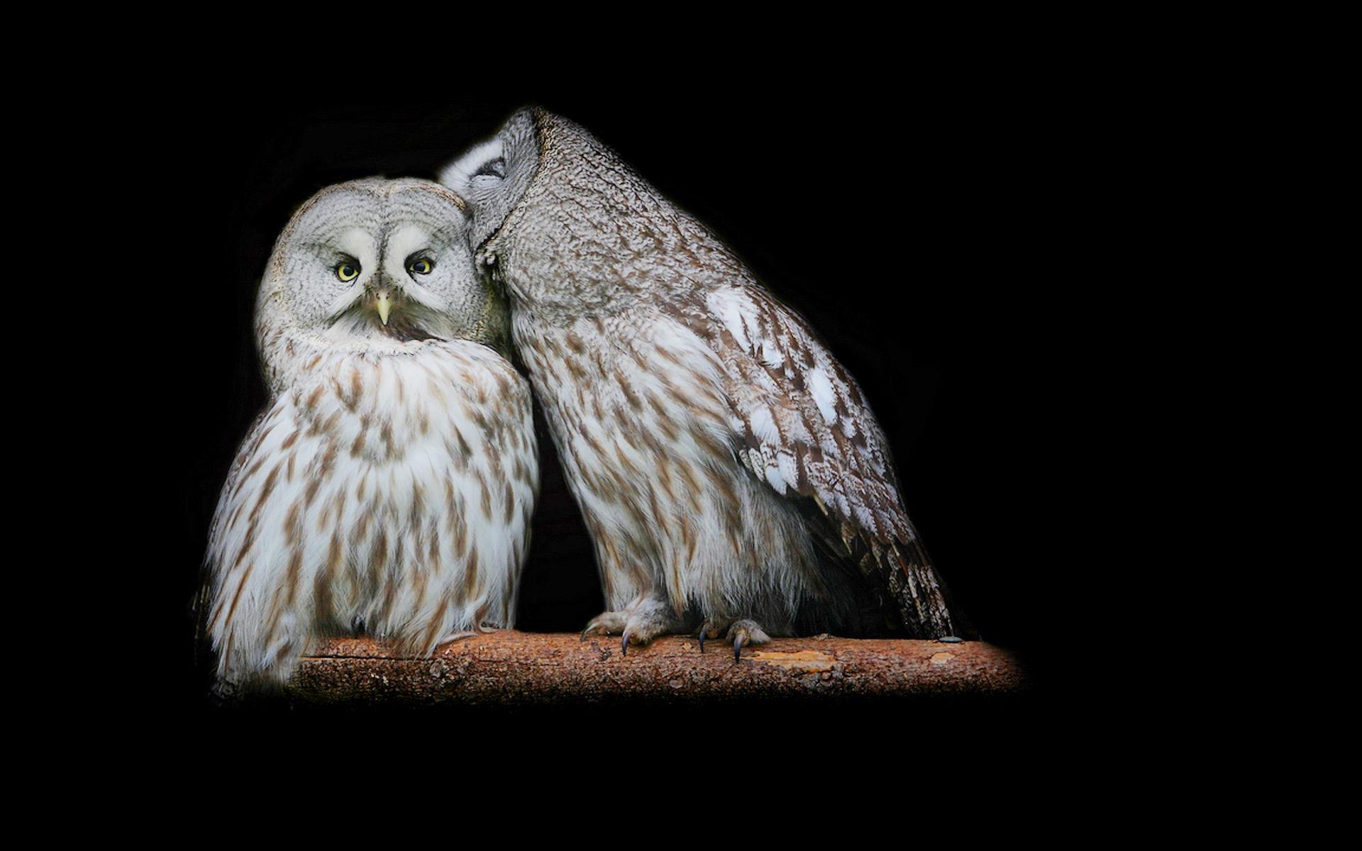 1920x1200 Snowy Owl Wallpaper HD