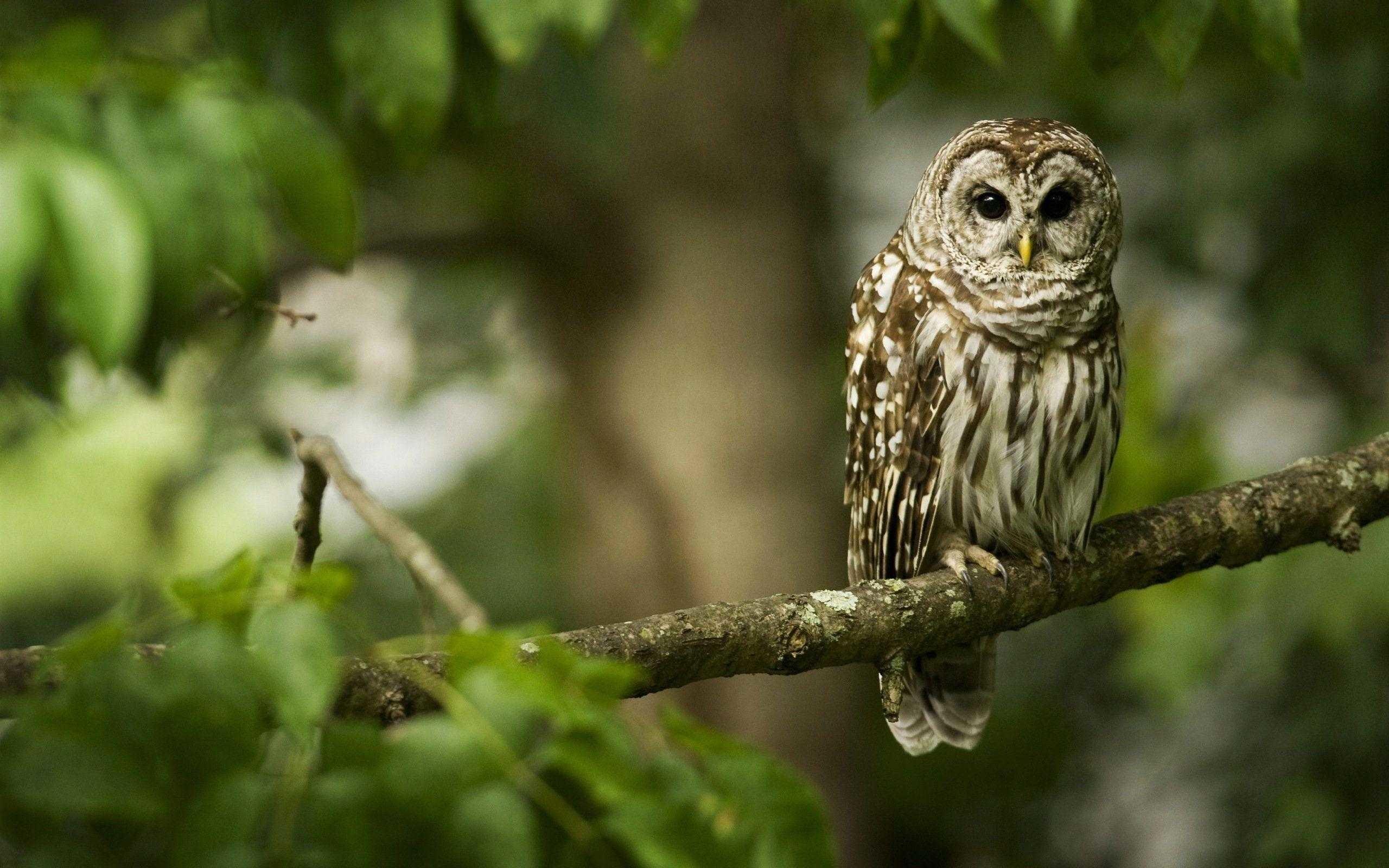 2560x1600 Wallpaper Owl