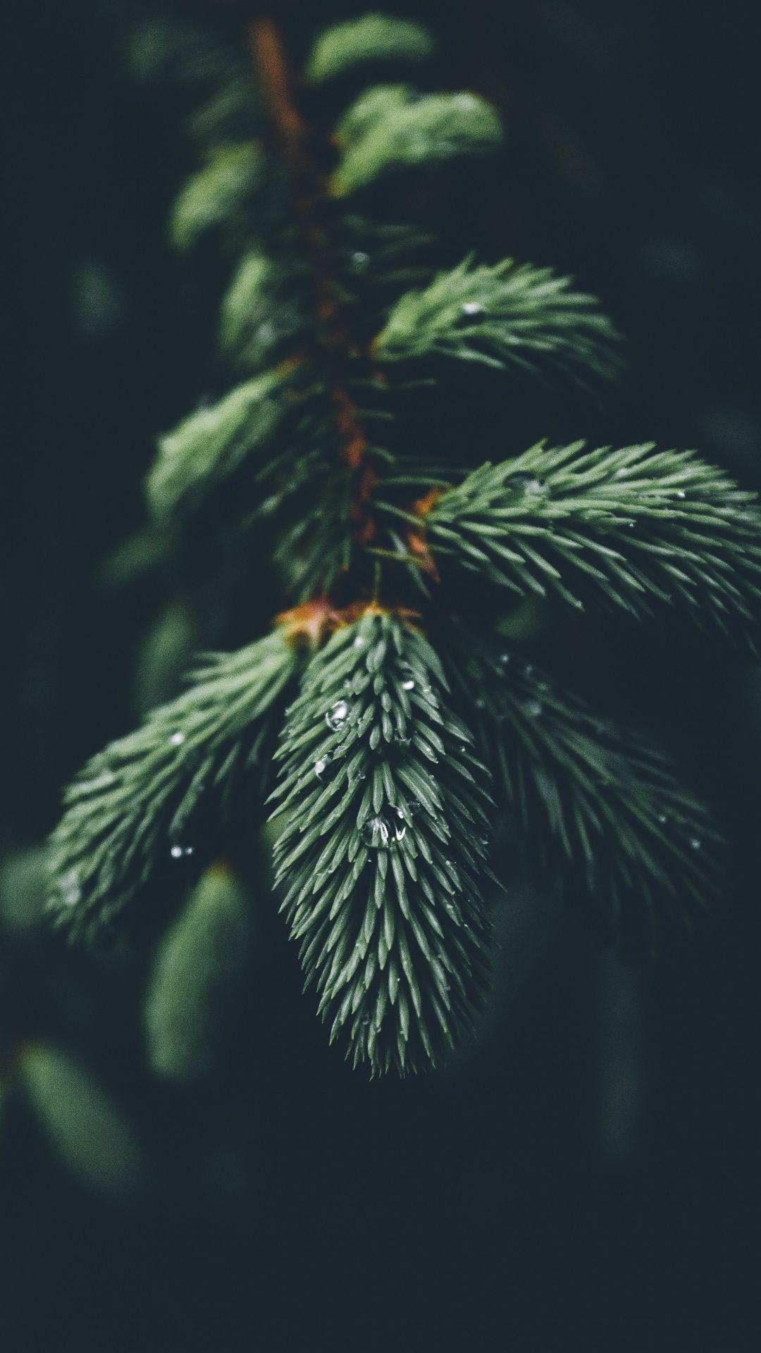 1080x1920 Wallpaper christmas tree, leaf, Factory, fir, plant. Wallpaper iphone christmas, Christmas wallpaper, Plant wallpaper