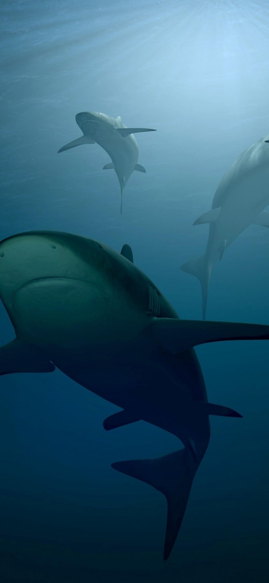 1125x2436 Download 1125x2436 Shark, Predator, Underwater, Ocean Wallpaper for iPhone 11 Pro & X