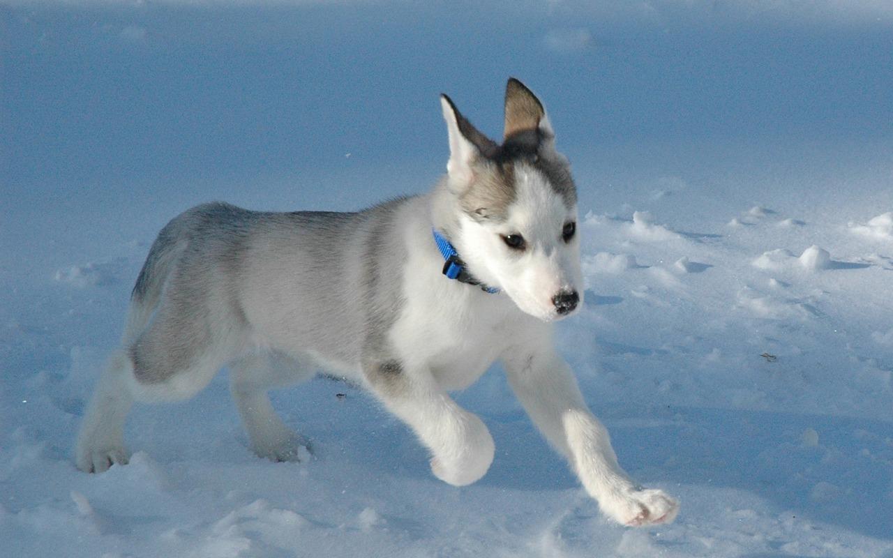 husky puppies wallpaper with blue eyes