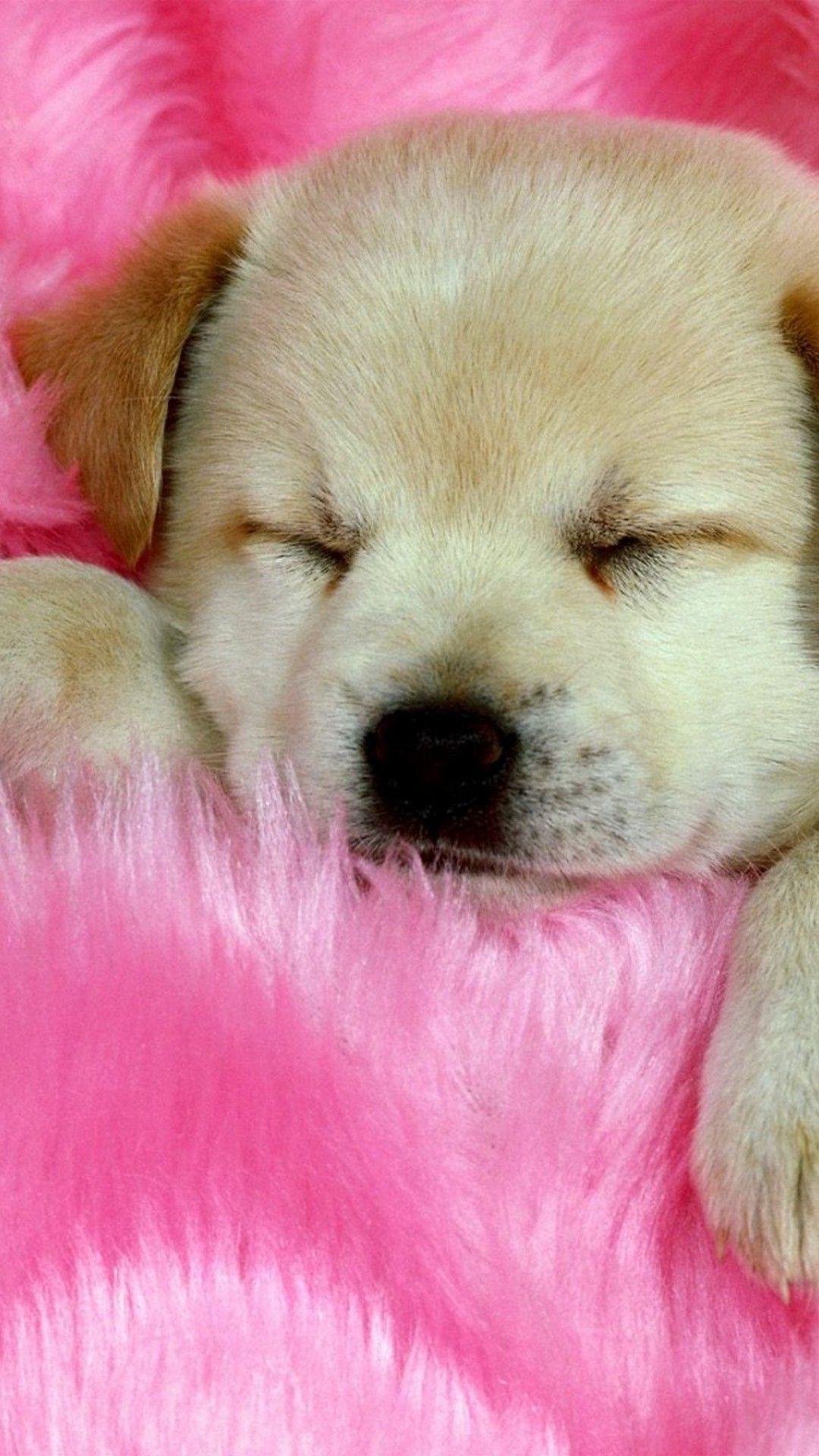 1080x1920 Puppy Wallpaper