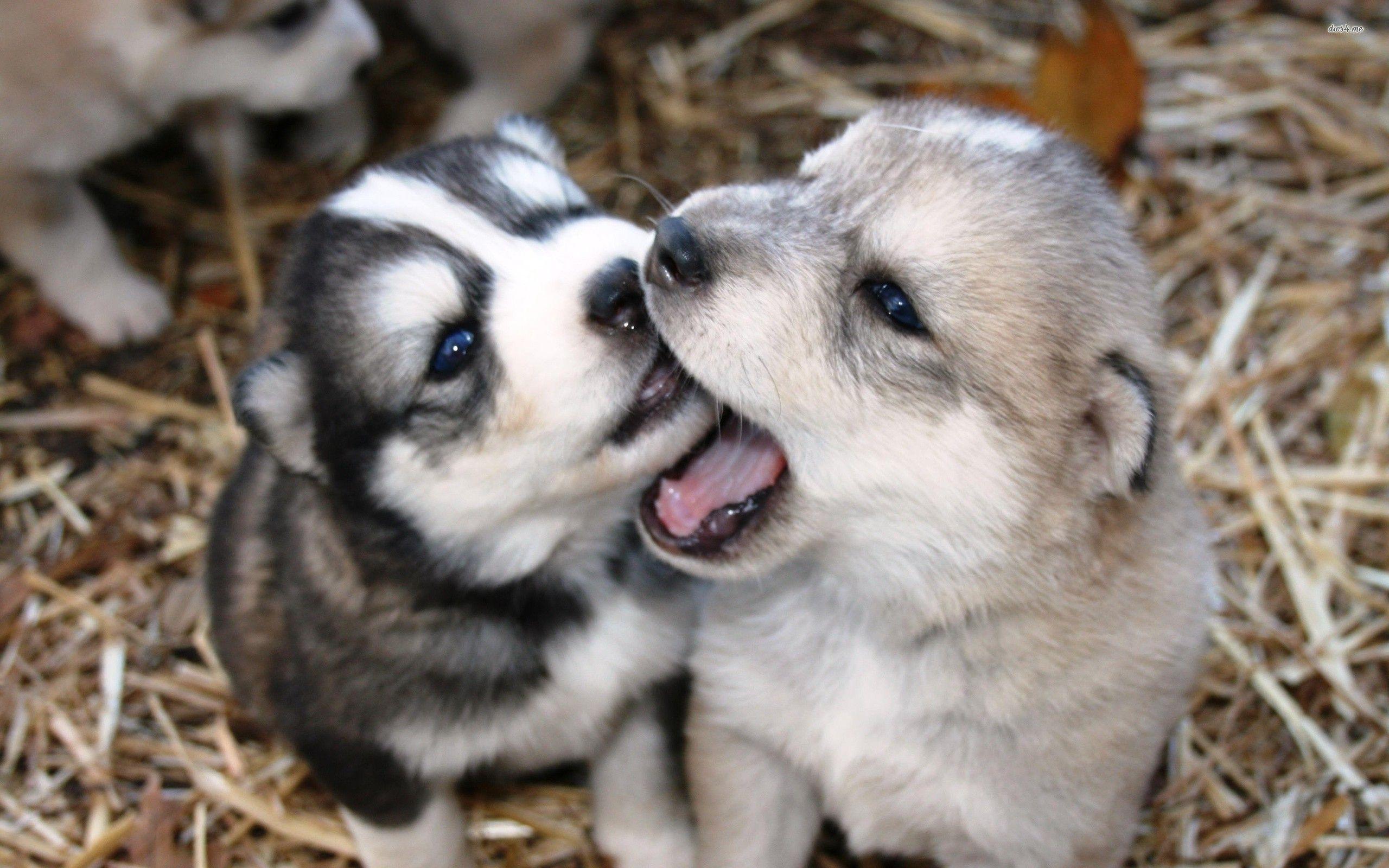 2560x1600 Husky Puppy Wallpaper