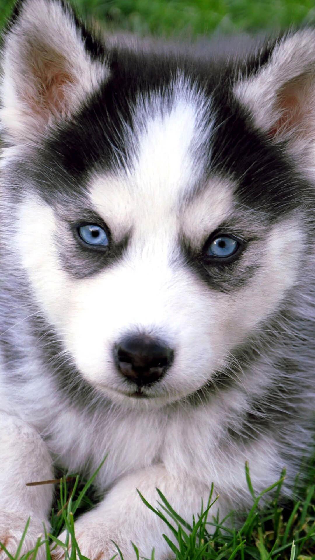 1080x1920 Husky Puppies Wallpaper