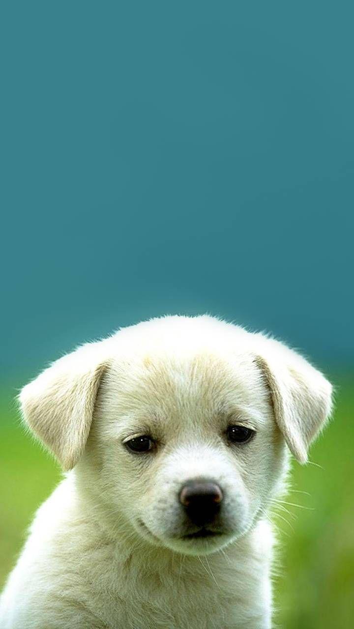 720x1280 Download puppy cute Wallpaper by Stylish_pics now. Browse millions of popular animal Wallpaper and. Cute puppies, Puppies, Cute dogs breeds