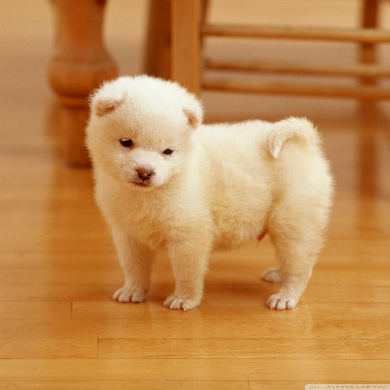 1280x1280 Cute Puppy Ultra HD Desktop Background Wallpaper for 4K UHD TV : Multi Display, Dual Monitor : Tablet