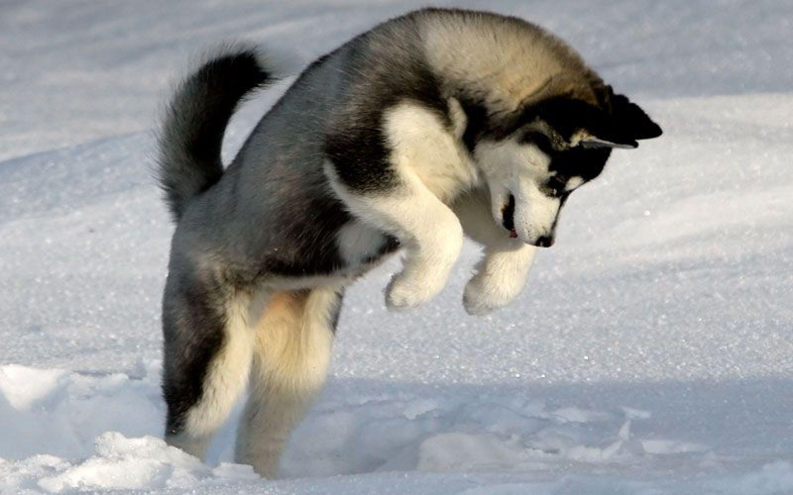 2560x1600 Siberian Husky Puppy Wallpaper, Picture