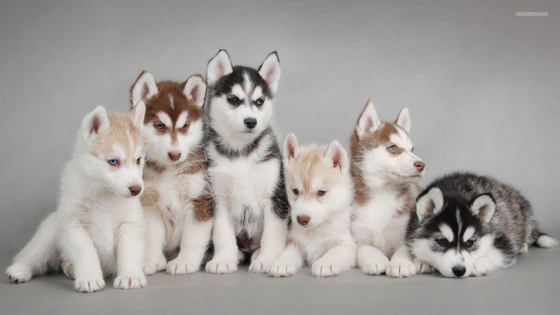 1920x1080 Husky Mix Puppy