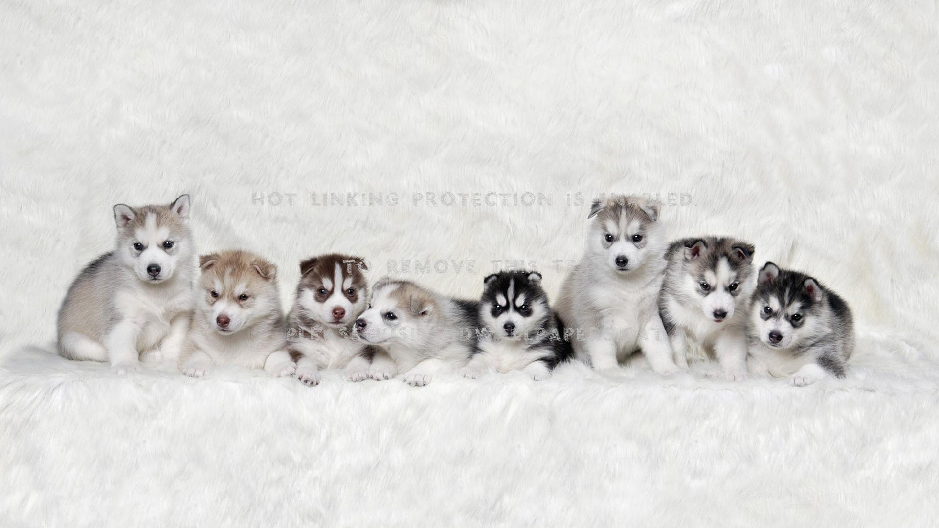 1920x1080 siberian husky puppies huskies fluffy dogs