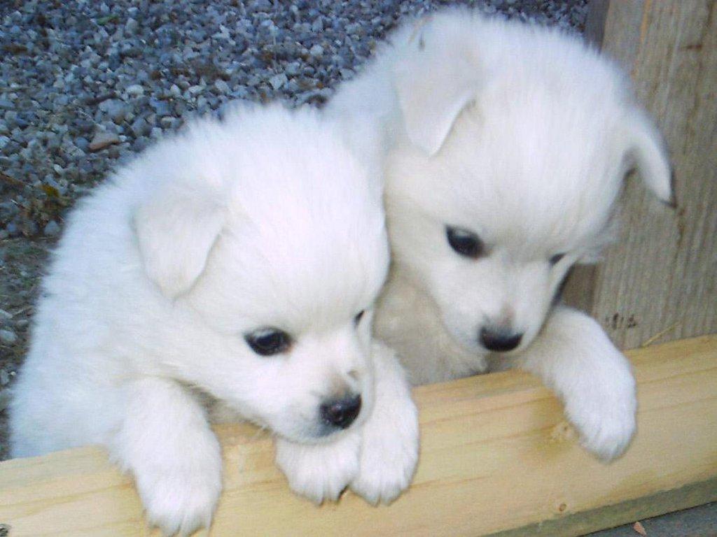 1024x768 Baby Huskies Wallpaper