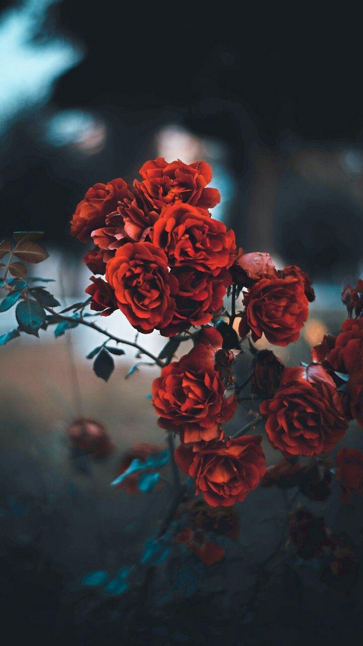 720x1280 Flower Photography Wallpaper