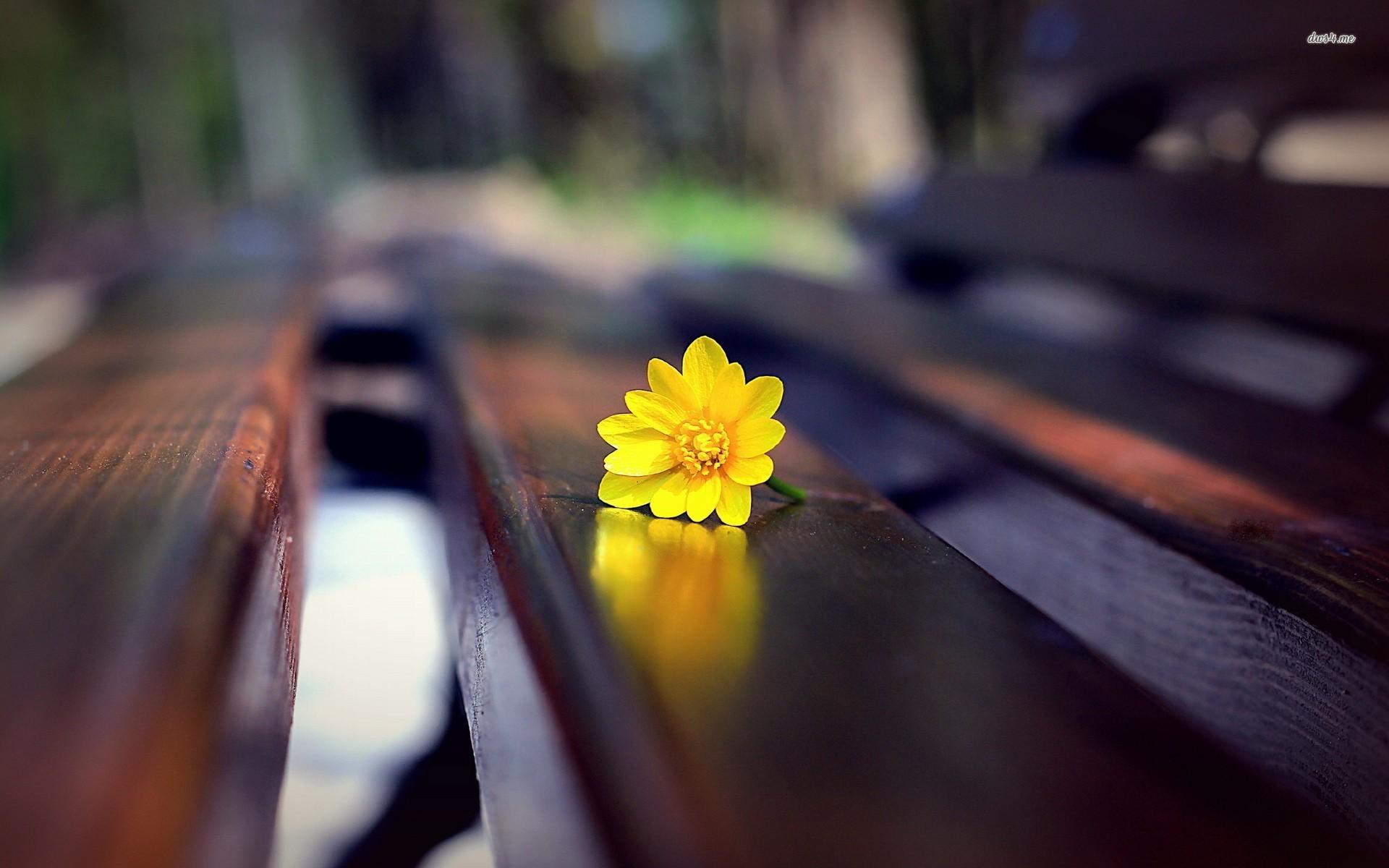 1920x1200 Small yellow flower on the bench, floral, photography wallpaper. Small yellow flower on the bench, floral, photog