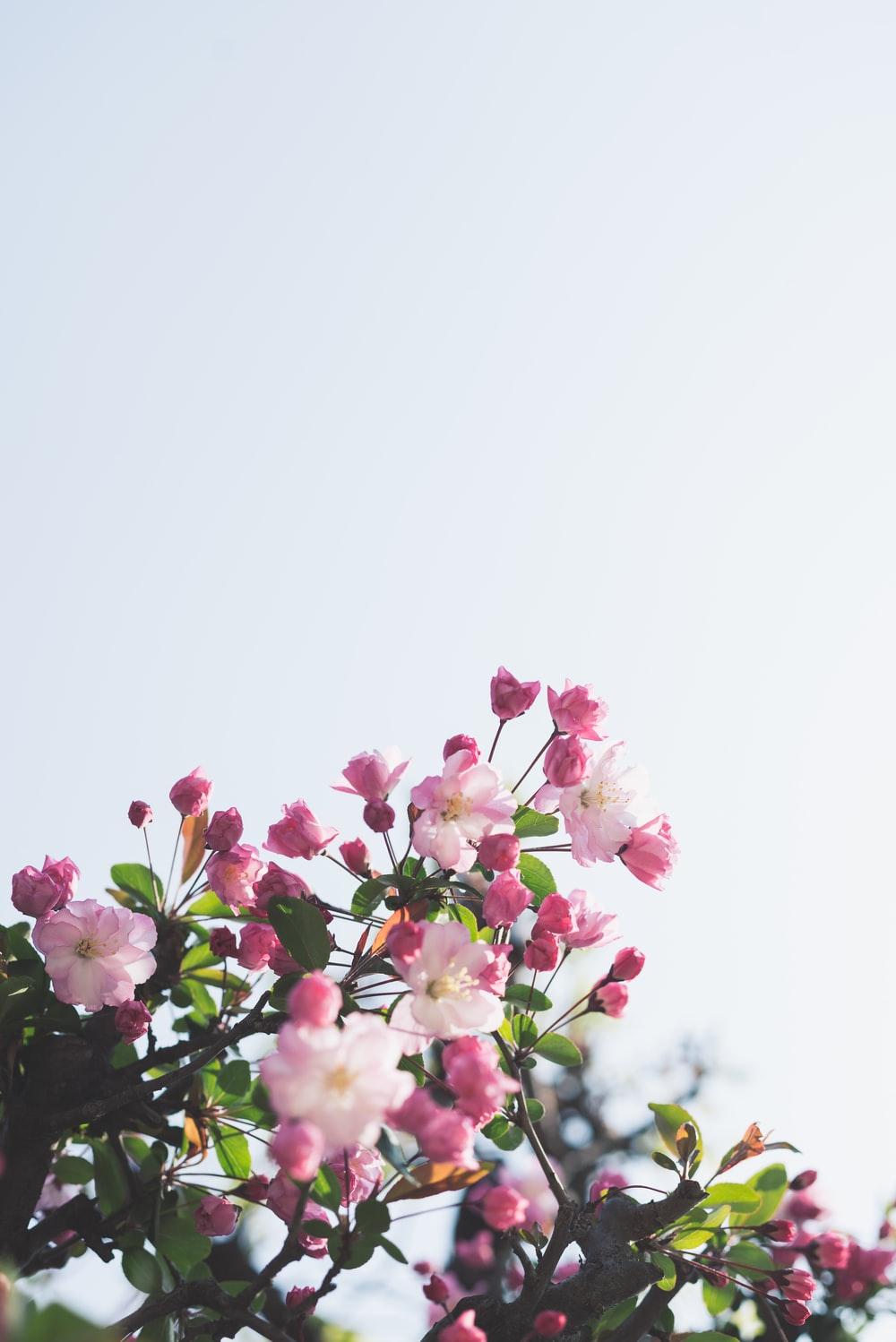 1000x1498 White And Pink Flowers Photo