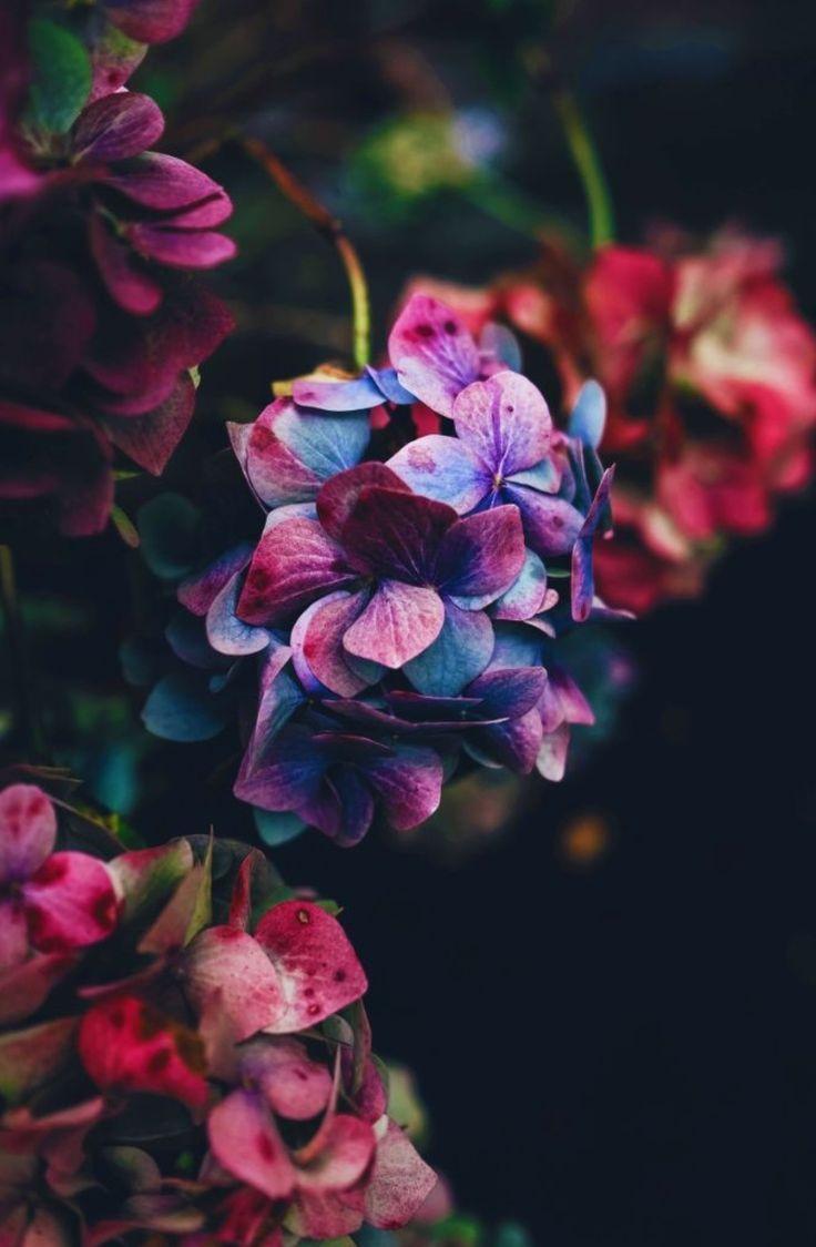 736x1124 Blumen Foto's Blumen Foto's The post Blumen Foto's appeared first on Diy Flowers. Beautiful flowers, Flowers photography, Flowers nature