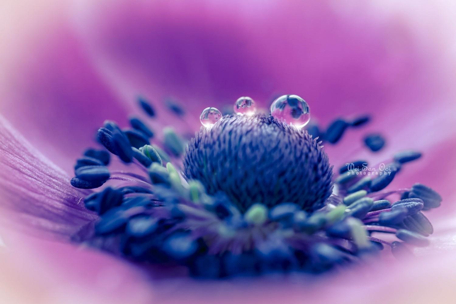 1500x1000 Flower Photography Tips