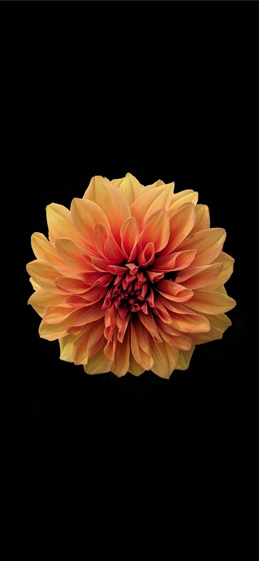 828x1792 Best Flower iPhone X HD Wallpaper