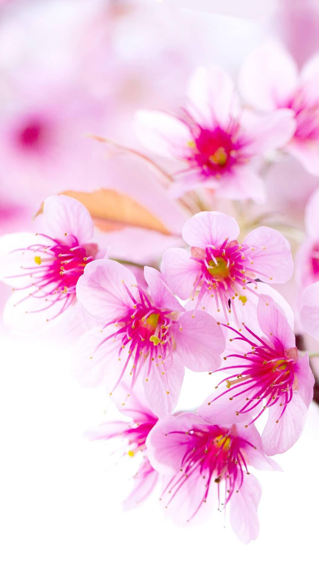1080x1920 Flower Wallpaper, Floral, Rose Background: Rosely : Tools & Home Improvement