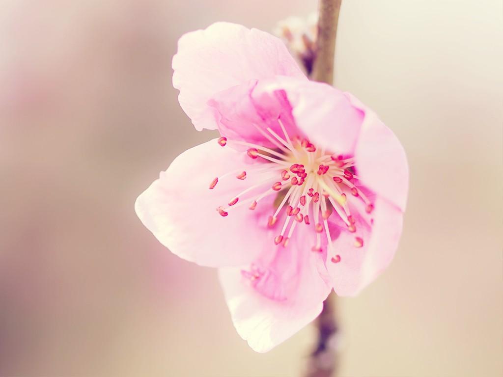 1024x768 Elegant Floral photography : Beautiful Sweet Wildflowers Wallpaper 1024x768 Wallpaper 15
