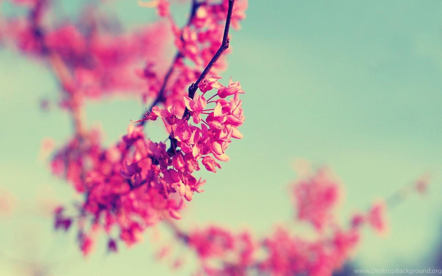 1440x900 HD Vintage Floral Photography Wallpaper HiReWallpaper 8036 Desktop Background