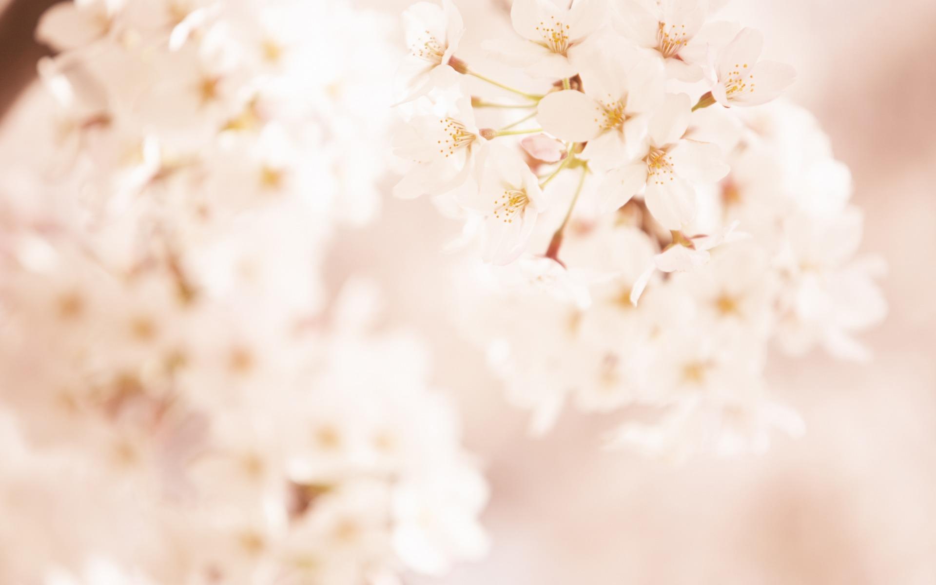 1920x1200 Free download 19201200 Soft Focus Romantic Sweet Flowers Photo 1920x1200 Wallpaper [1920x1200] for your Desktop, Mobile & Tablet. Explore Soft Background. Soft Wallpaper, Soft Wallpaper, Soft Background
