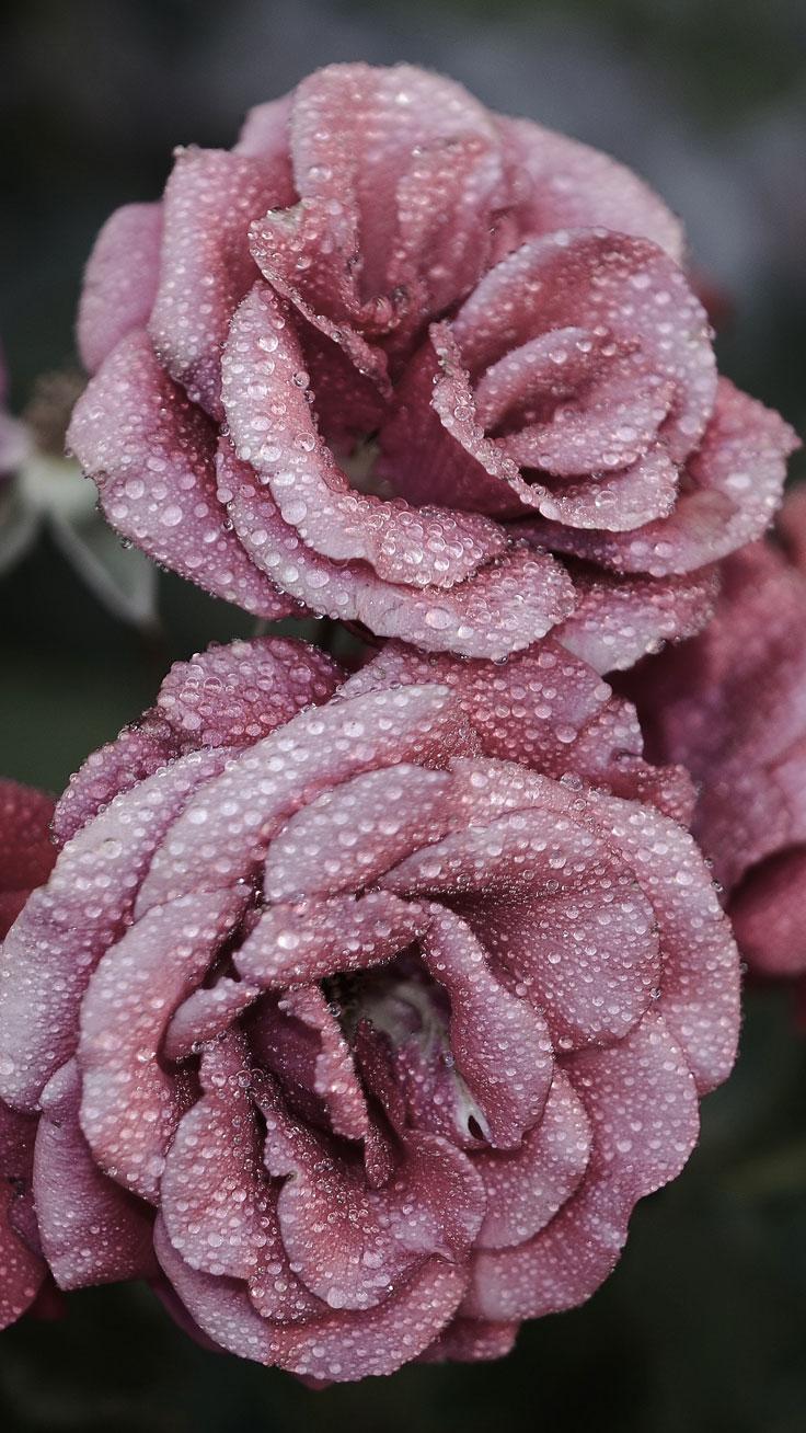 Rose Gold Flowers Wallpapers Top Free Rose Gold Flowers Backgrounds