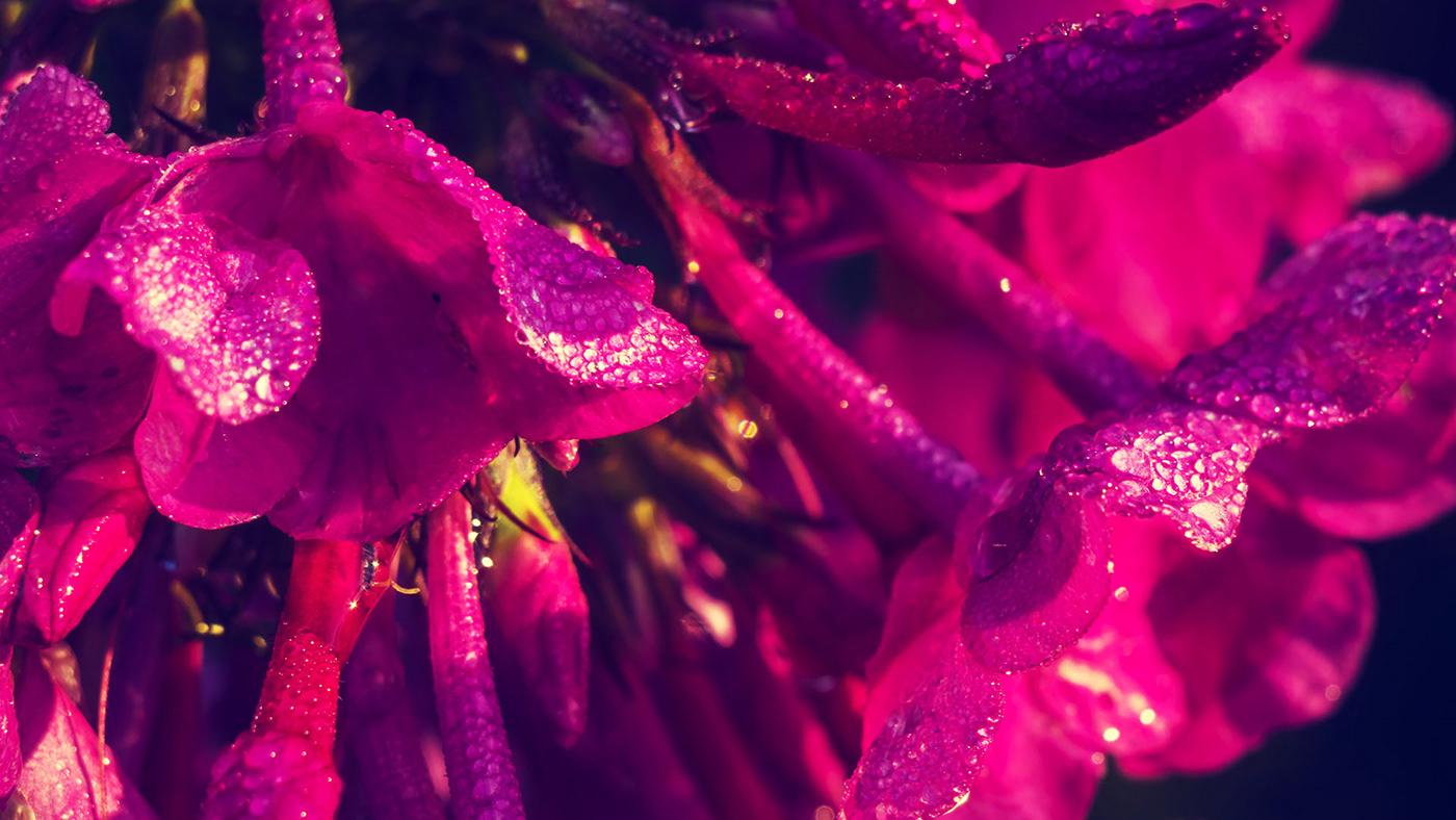 1400x788 Purple flowers wallpaper