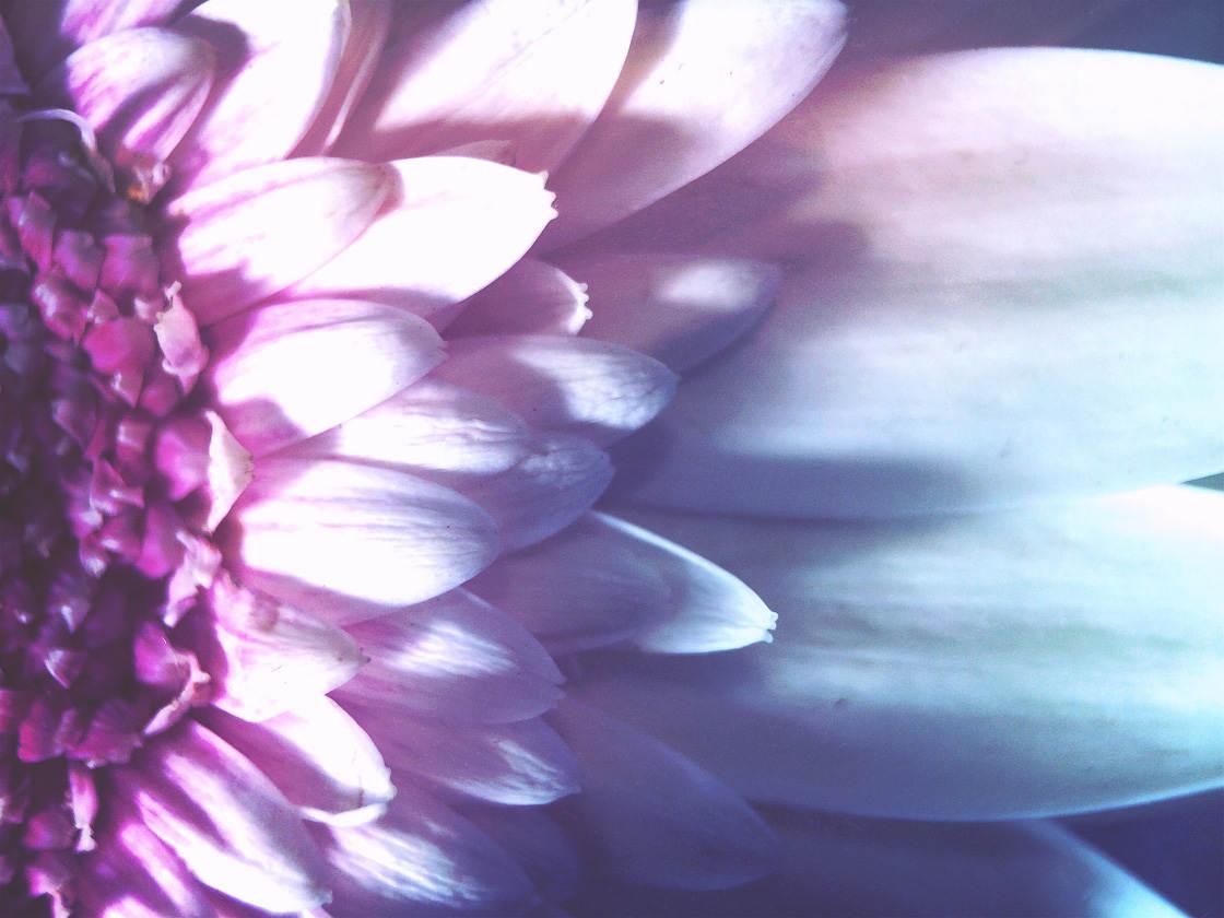 1120x840 Tips For Beautiful Flower Photography On iPhone