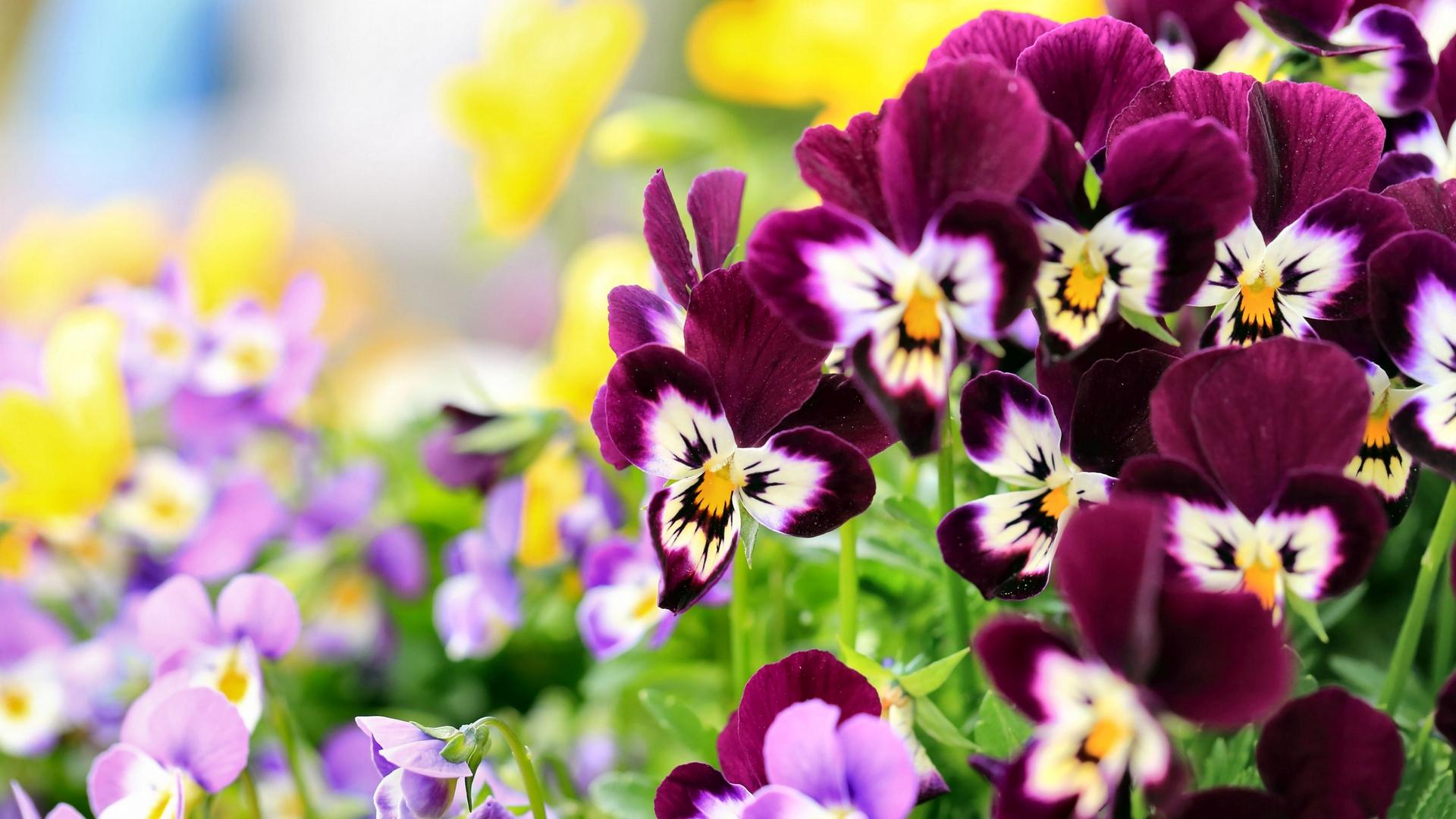 1920x1080 floral HD wallpaper, Background