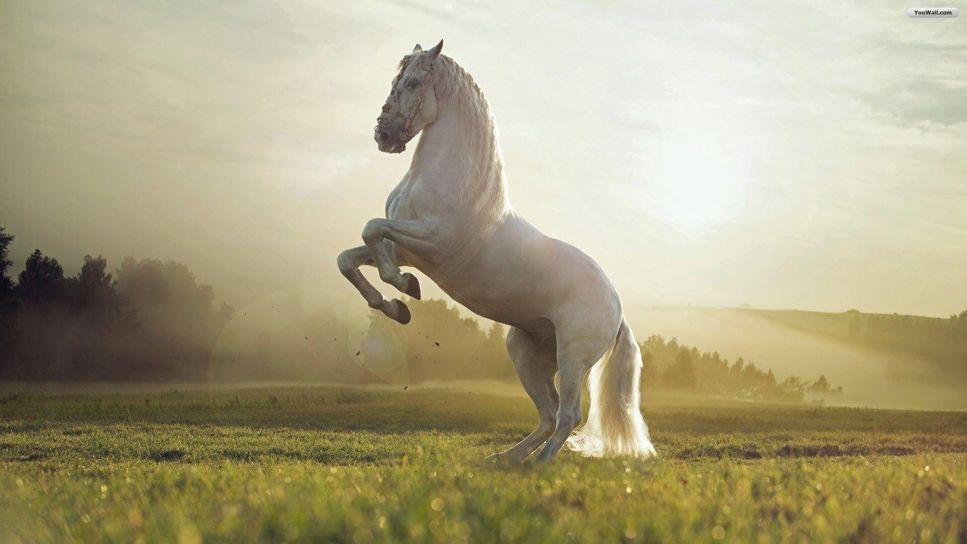 1920x1080 Horse Wallpaper