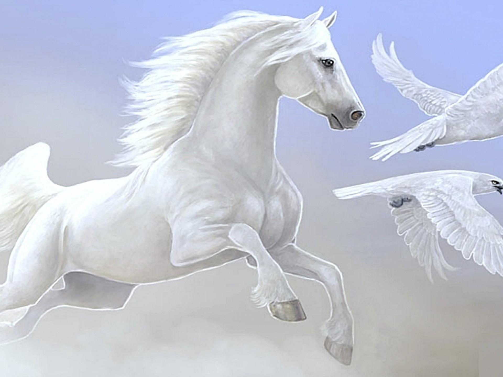 1920x1440 Nice White Horse Parrot Desktop Wallpaper HD :