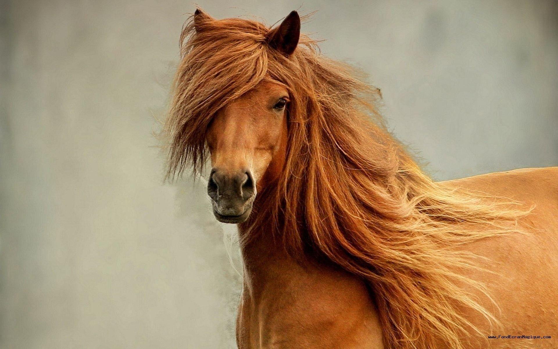 1920x1200 Horse Wallpaper HD