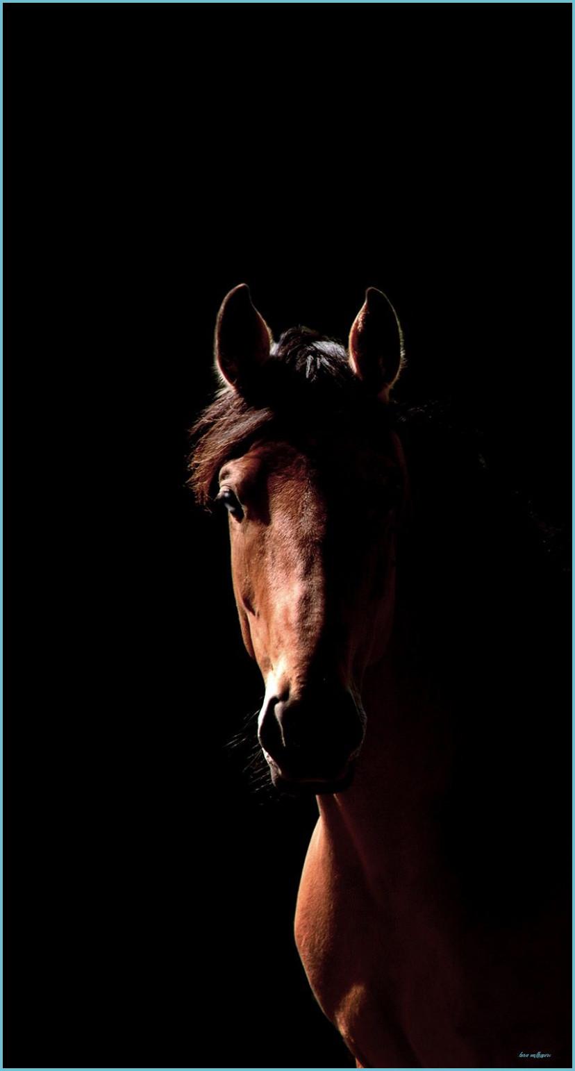 828x1542 Horse Phone Background Wallpaper Horse Wallpaper, Beautiful