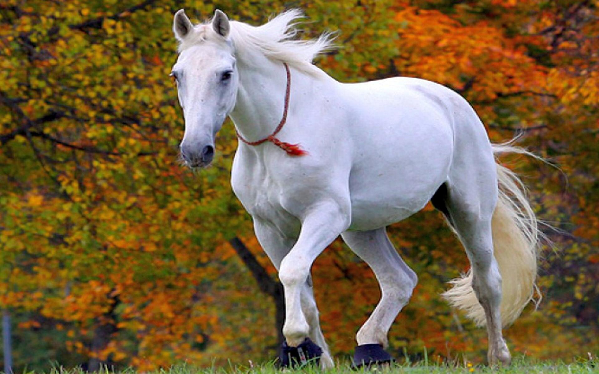 1920x1200 White Horse Wallpaper