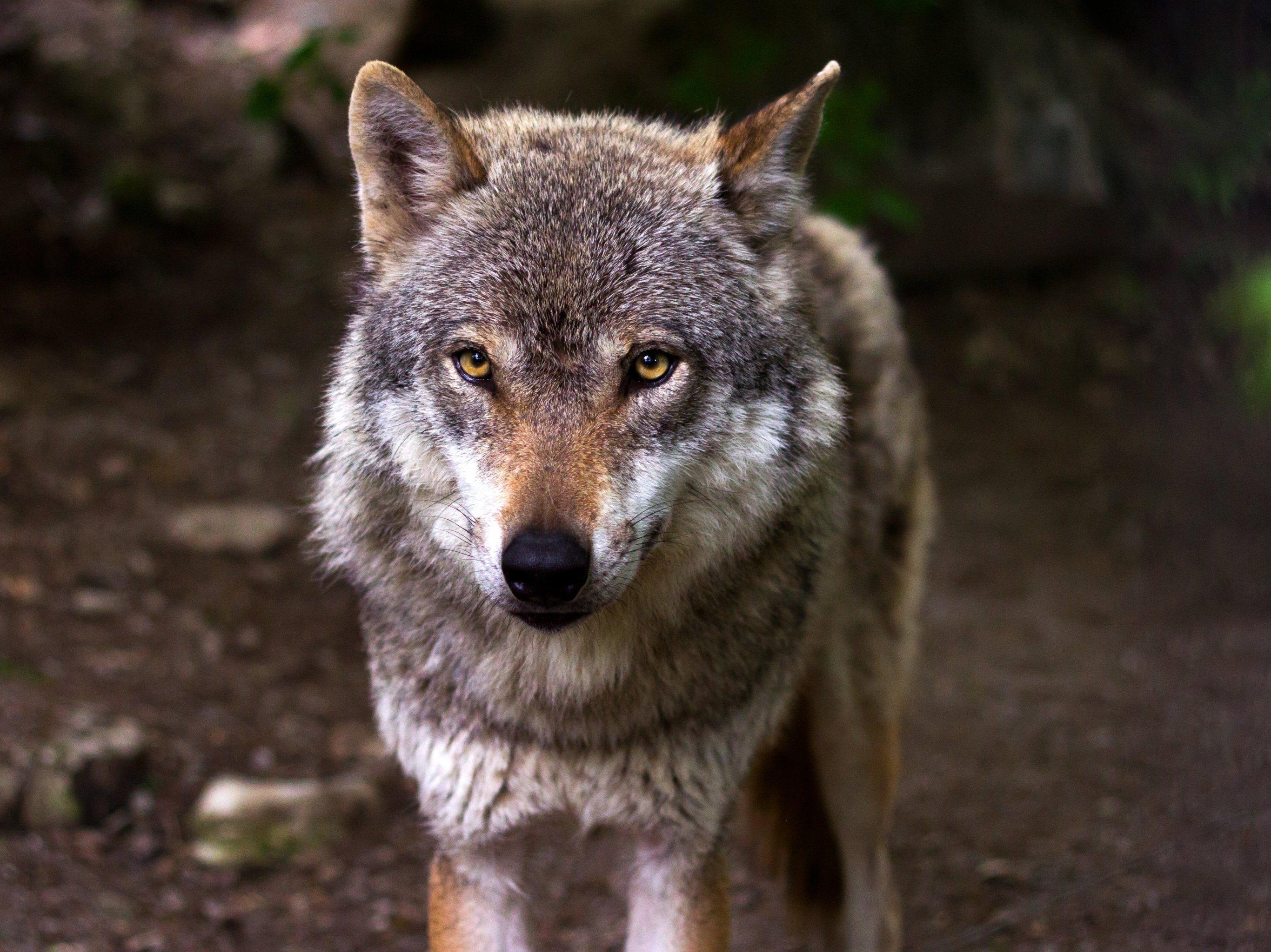 2732x2048 Wolf Wallpaper, Android & Desktop Background