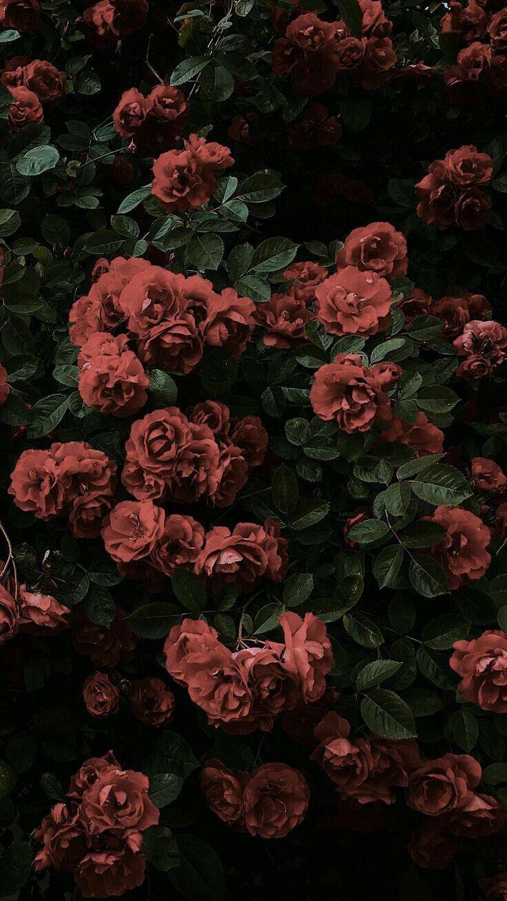 736x1308 Dark Roses Aesthetic Wallpaper