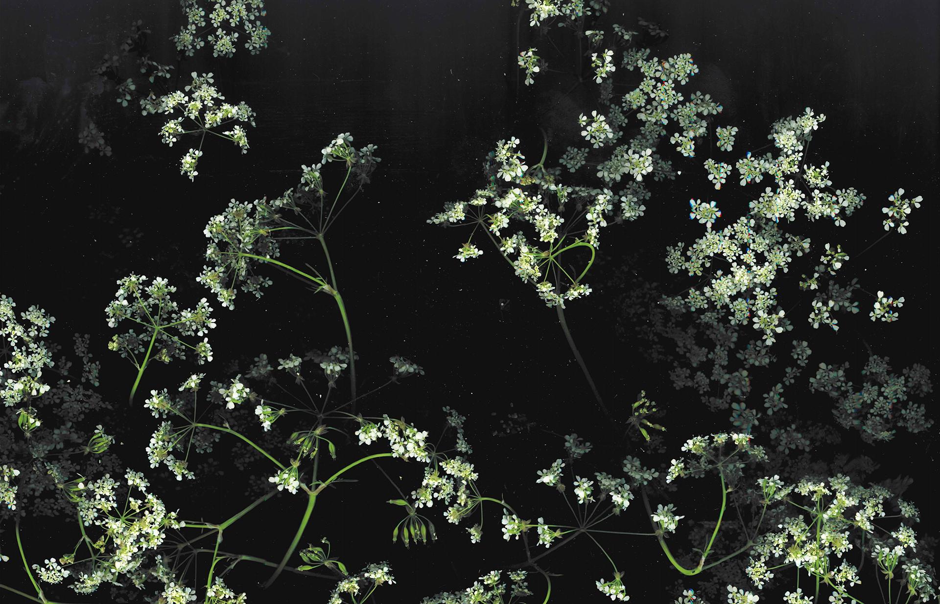 1920x1234 Dark Floral Wallpaper HD Wallpaper