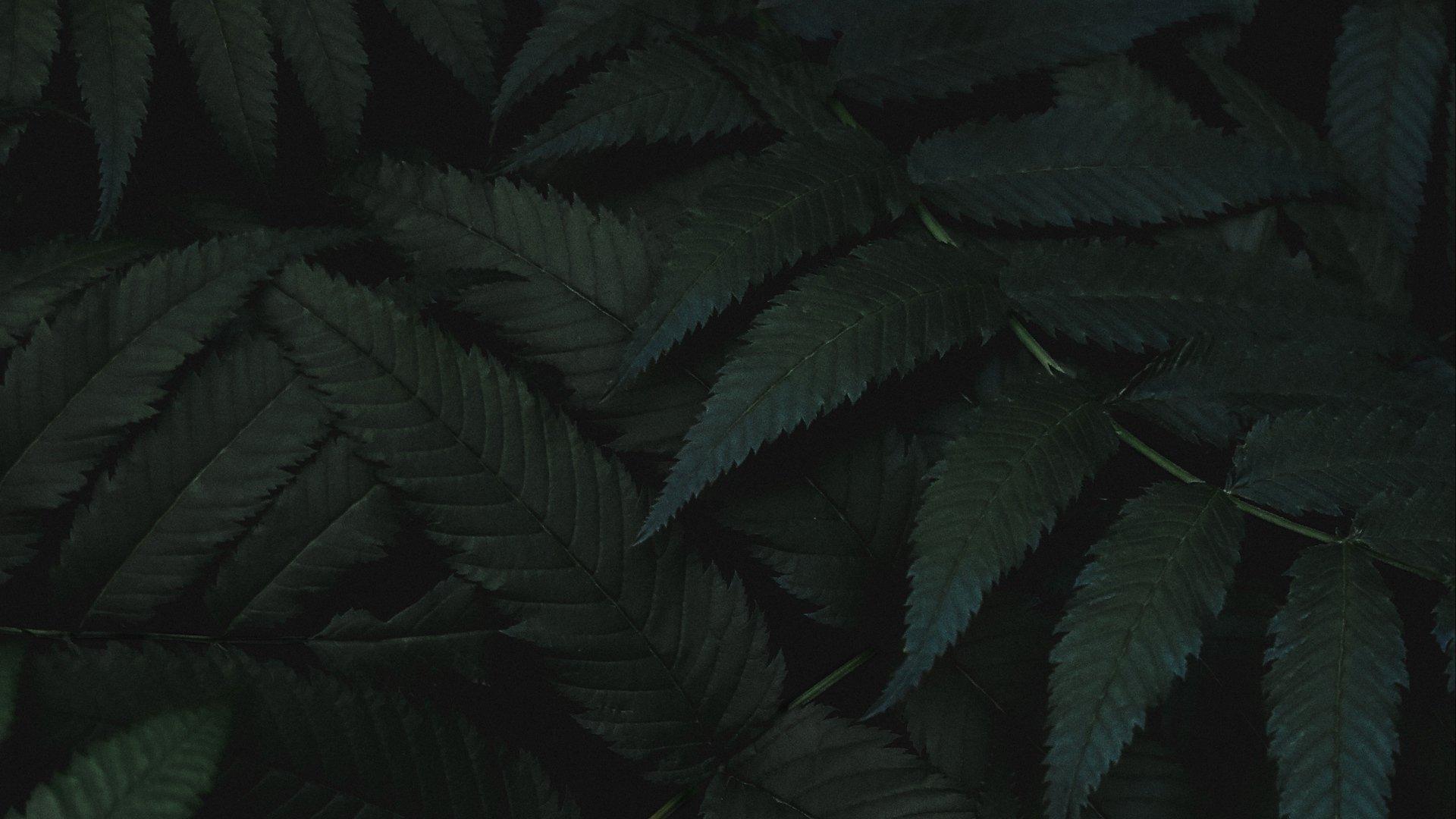 Dark Green Aesthetic Laptop Wallpapers - Top Free Dark Green Aesthetic