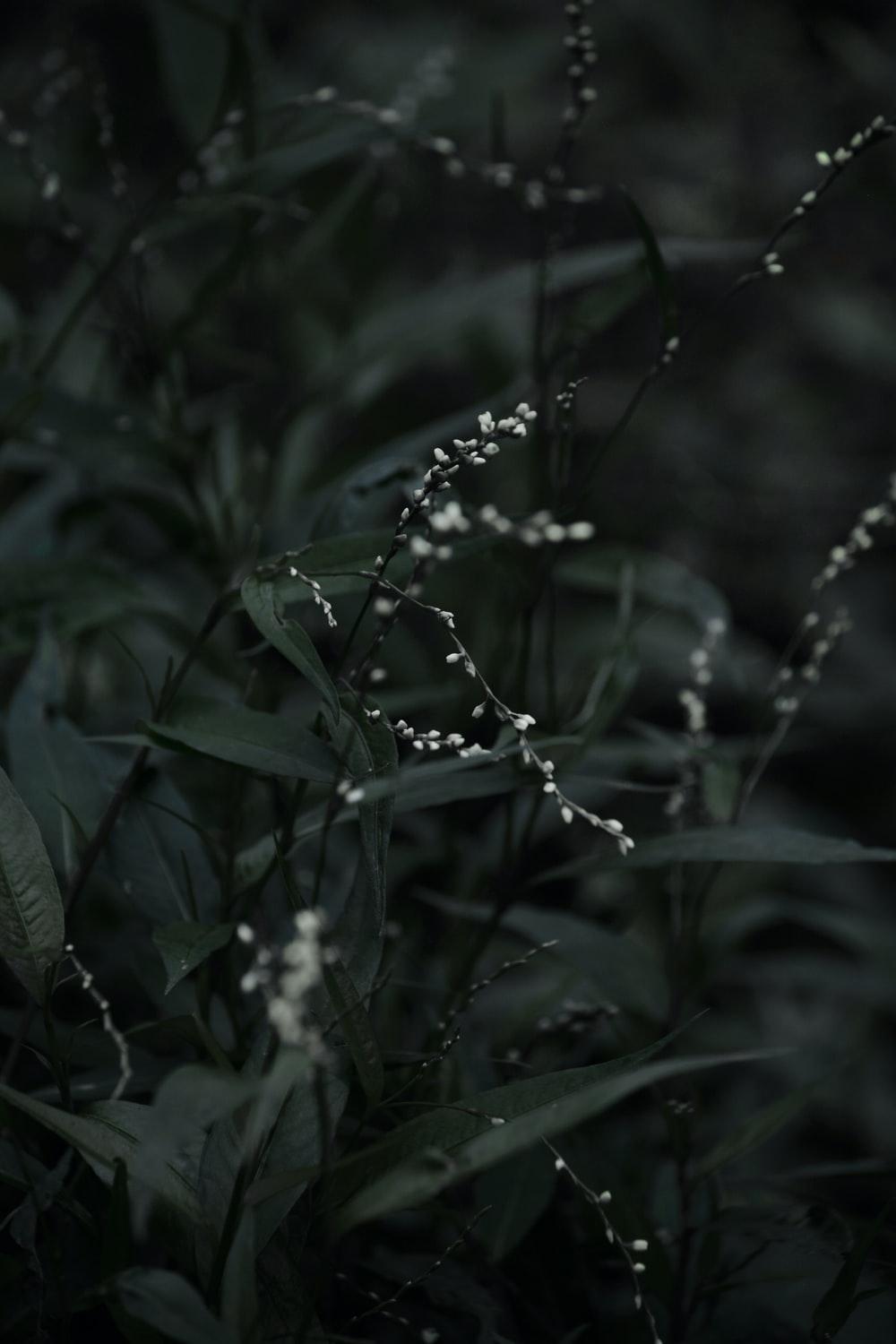 1000x1500 Dark Flower Picture. Download Free Image
