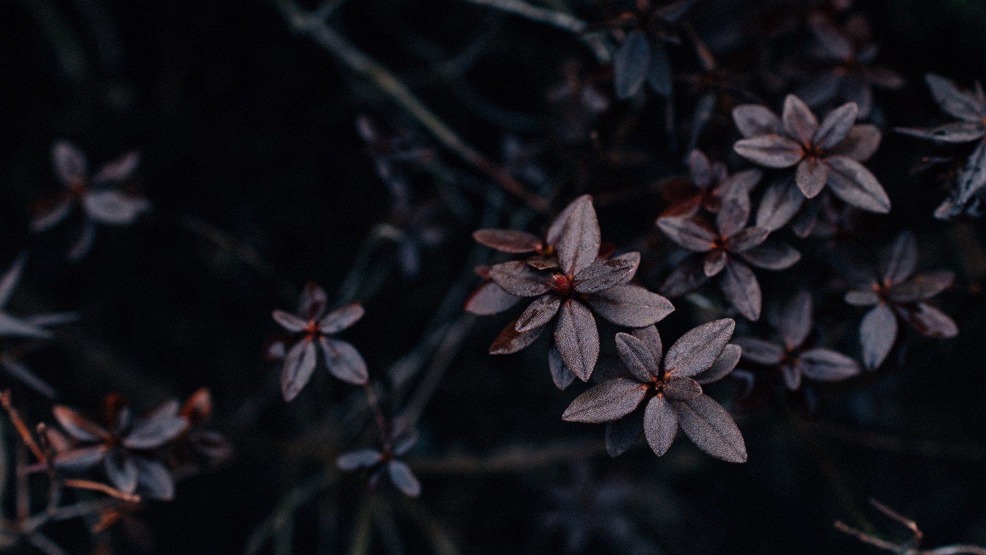 1920x1080 White Flower Aesthetic Wallpaper