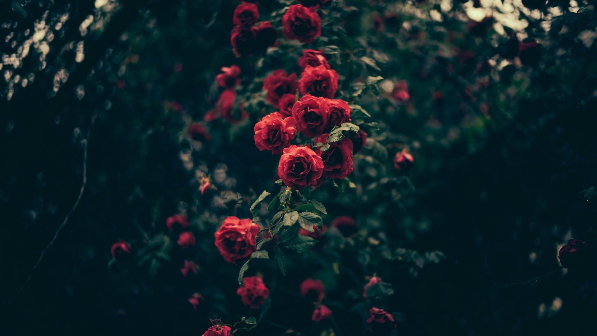 1920x1080 Aesthetic Flowers Wallpaper and HD Background free download on PicGaGa